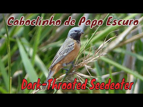 Kňažík bradatý (Sporophila ruficollis) — spev a hlas v prírode