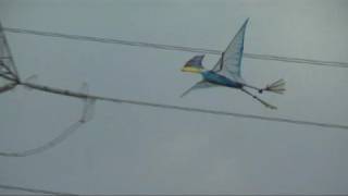 preview picture of video 'Tapejara 8-7 Stable Flight  Pterosaur Ornithopter RC'