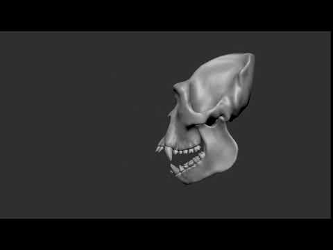 Mountain Gorilla_male_skull_by Lukas Allenbaugh_zbrush anatomy_turntable