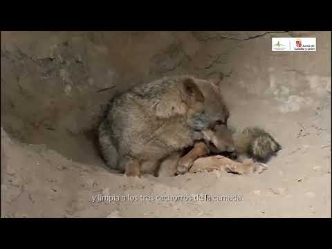 Jara, una de las lobas del Centro del Lobo, pare tres lobeznos