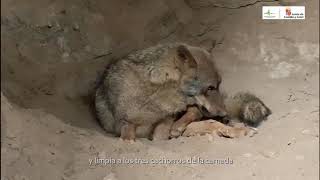 Jara, una de las lobas del Centro del Lobo, pare tres lobeznos