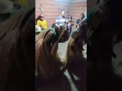 #cultura #piauiense #cavalo boa hora Piauí