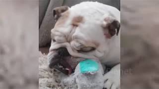 Funny Video with Bulldogs