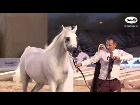 N.331 E.S. SARAB - Fujairah AH Championship 2022 - Stallions 4+ Years Old (Class 8C)