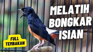 Download lagu MURAI BATU GACOR FULL ISIAN TEMBAKAN KASAR SANGAT AMPUH UNTUK MELATIH MURAI BATU EMOSI BONGKAR ISIAN mp3 Download lagu MURAI BATU GACOR FULL ISIAN TEMBAKAN KASAR SANGAT AMPUH UNTUK MELATIH MURAI BATU EMOSI BONGKAR ISIAN mp3