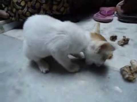 Kilakarai cat - Nazir sultan North street