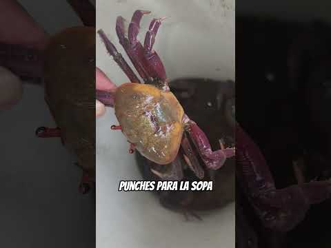 ¡¡punches Gigantes!!  #punches #cangrejos #manglares #elsalvador