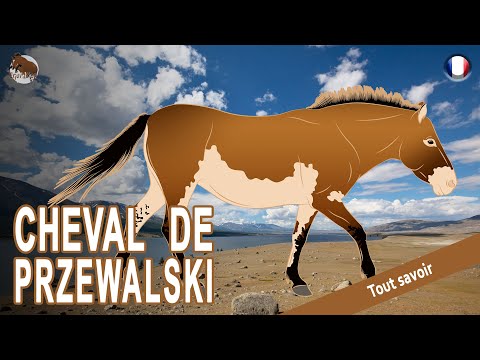 , title : 'CHEVAL DE PRZEWALSKI, la plus ancienne population de chevaux sauvages du monde, RACES DE CHEVAUX'