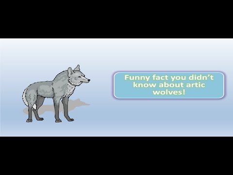 Funny facts you didnt know about arctic wolves!