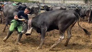 💥Brutal💥Impresionante💥La bravura del joven cabuérnigu💥