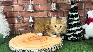 ノルウェージャンフォレストキャットの動画01