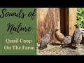 RELAXING MUSIC WITH QUAIL SOUNDS ON THE FARM - OVER 1 HOUR OF RELAXING QUAIL SOUNDS
