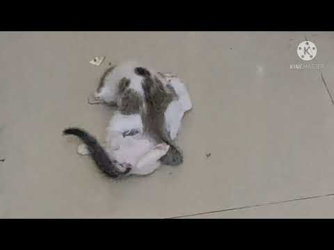 funny cat fight