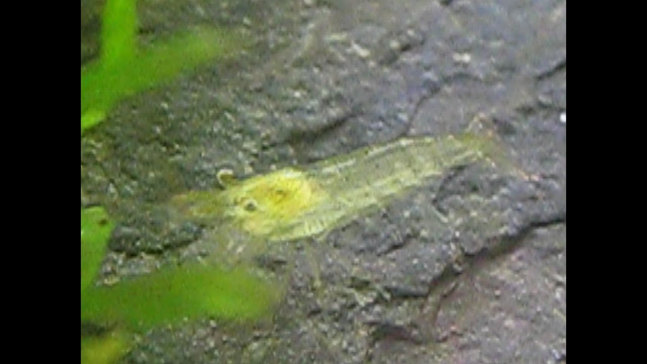 ミナミヌマエビ