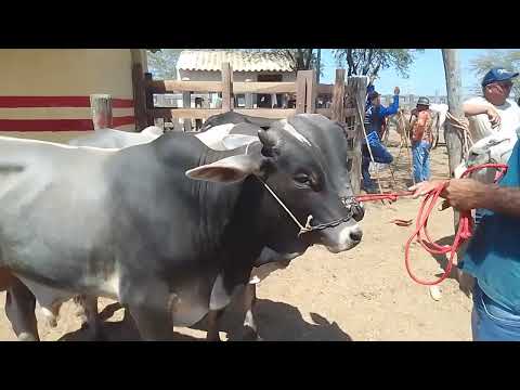 Feira de gado de tábira Pernambuco 