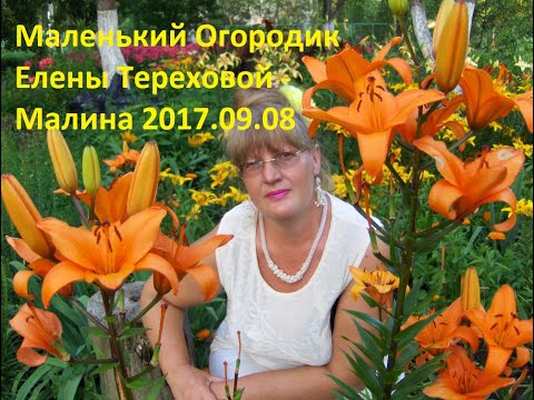 Маленький Огородик Елены Тереховой -  Малина 2017.09.08