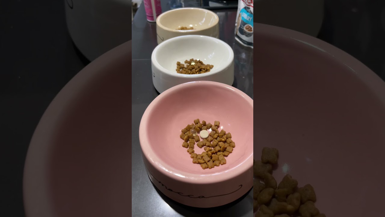 Watch video What i feed my cat in a day #shorts Now What i feed my cat in a day #shorts