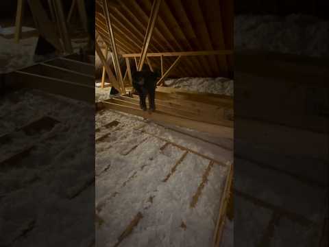 The best way to finish an attic? #handyman #diy #craftsmanship #construction #doityourself