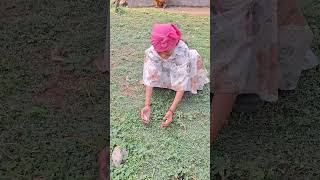 Download lagu EMAK NEMU IKAN DI RUMPUT😱‼️ #viralvideo#shorts mp3 Download lagu EMAK NEMU IKAN DI RUMPUT😱‼️ #viralvideo#shorts mp3