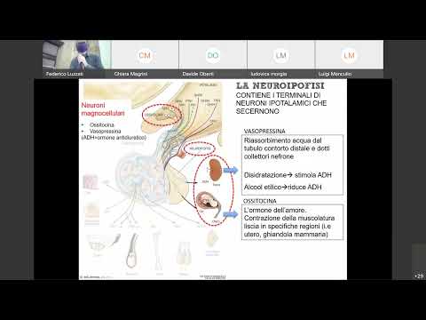 06 Istologia: Ghiandole Endocrine, Ipofisi e Surrene. Canale B, manca inizio