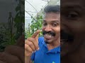 සල්ලි ආකරයක් Betel Leaf Greenhouse