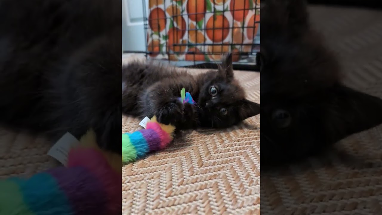 Cerberus, an adopted Domestic Long Hair in Pearland, TX video 4/4