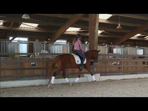 Jument dressage très gros potentiel