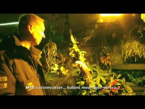 Hela Sverige Odlar del 6 i Sagornas trädgård hemma hos Christer - med en djungel i garaget