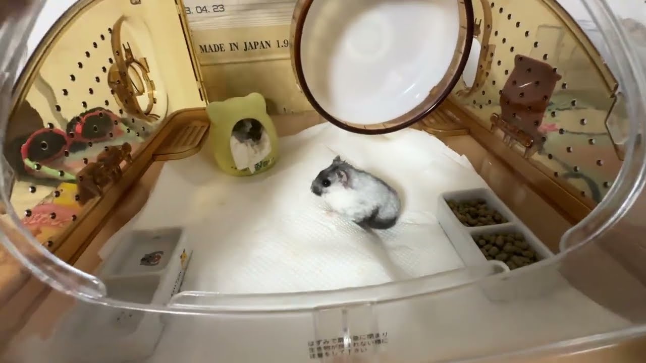 チーちゃん３回目散歩！