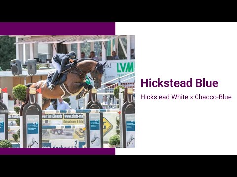 Was macht eigentlich … Hickstead Blue?