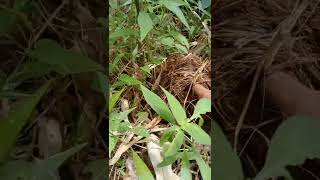 Download lagu This is what a coconut squirrel's nest looks like in nature. mp3