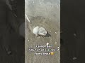 Cannon Ball Jellyfish on the beach #beach #jellyfish #isleofpalms #southcarolina #vacation #fyp