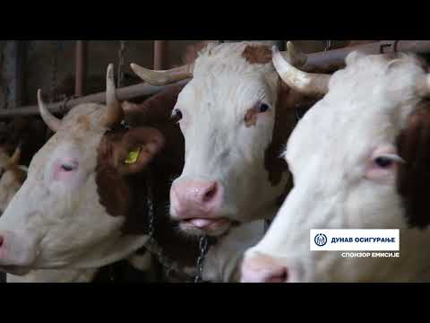 Složno, uspešno! ep. 155 07.03.2023. Stočarska farma Tomića, Čungula, Blace, mlečno govedarstvo