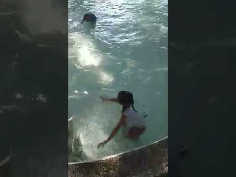 Irish Joy First time in the pool..