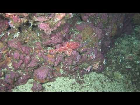 Planet Ocean Vol. 3 - Schätze der Meere - Die Kokos Insel Costa Ricas