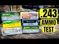 This .243 is a RINGER!!! [.243 AMMO TEST]