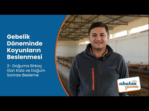 Gebelik Döneminde Koyunların Beslenmesi – Doğuma Birkaç Gün Kala ve Doğum Sonrası Besleme