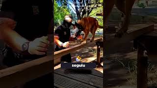ESSE CACHORRO SONHAVA SEM SER POLICIAL