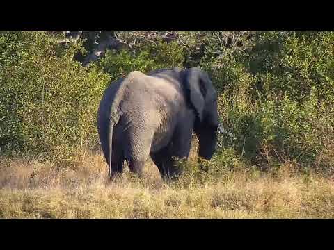 Djuma: Lone Elephant bull feeding-Pt:1 - 16:11 - 05/30/21