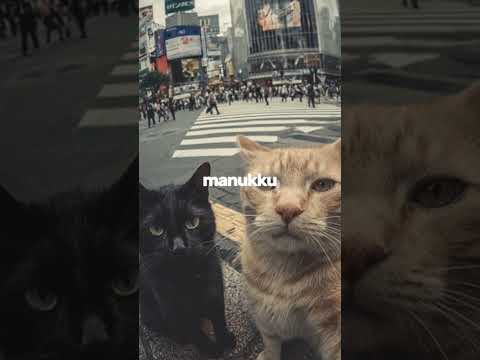 Kicau Mania - (Ndarboy Genk, Banditoz Yaow 86) #trend #kicaumania #music #cat #hype #tiktok