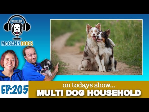 4 Tools And 2 Rules To Living In A Multi Dog Household - Mccann Dogs Podcast - S2 - E5
