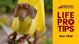 Mercury Insurance #LifeProTips: Dog Nail Trim | Mercury Insurance