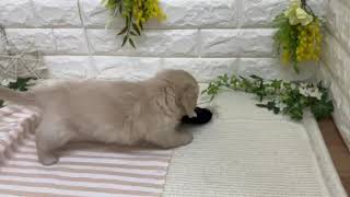 ミニチュアダックスの動画01