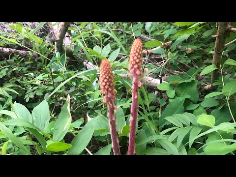 Pine drops- a Parasitic Plant