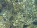 BUZIOS Snorkel En Joao Fernandinho