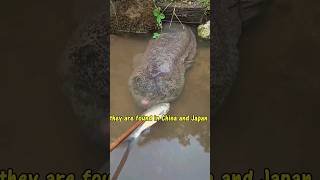 Salamandres géantes rares