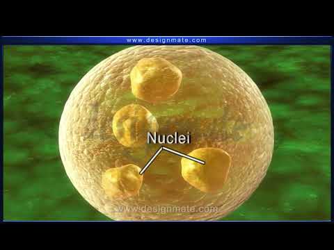 Alternation of generation   spirogyra