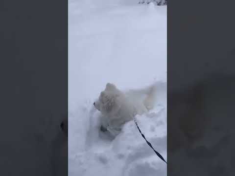 Show me the reason you have no money #dog #samoyeddogbreed #doglover #samoyedpuppy #dogowner #puppy