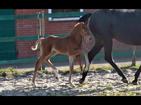 *2021 Stute von Bonds - Dimaggio SOLD!!!