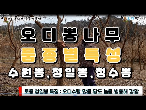 , title : '동막골오디농장 오디뽕나무 수원뽕,청일뽕,청수뽕 품종별 분석'
